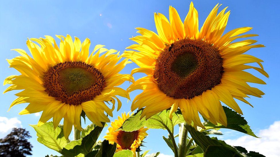 Girasol siguiendo la luz en una habitación oscura