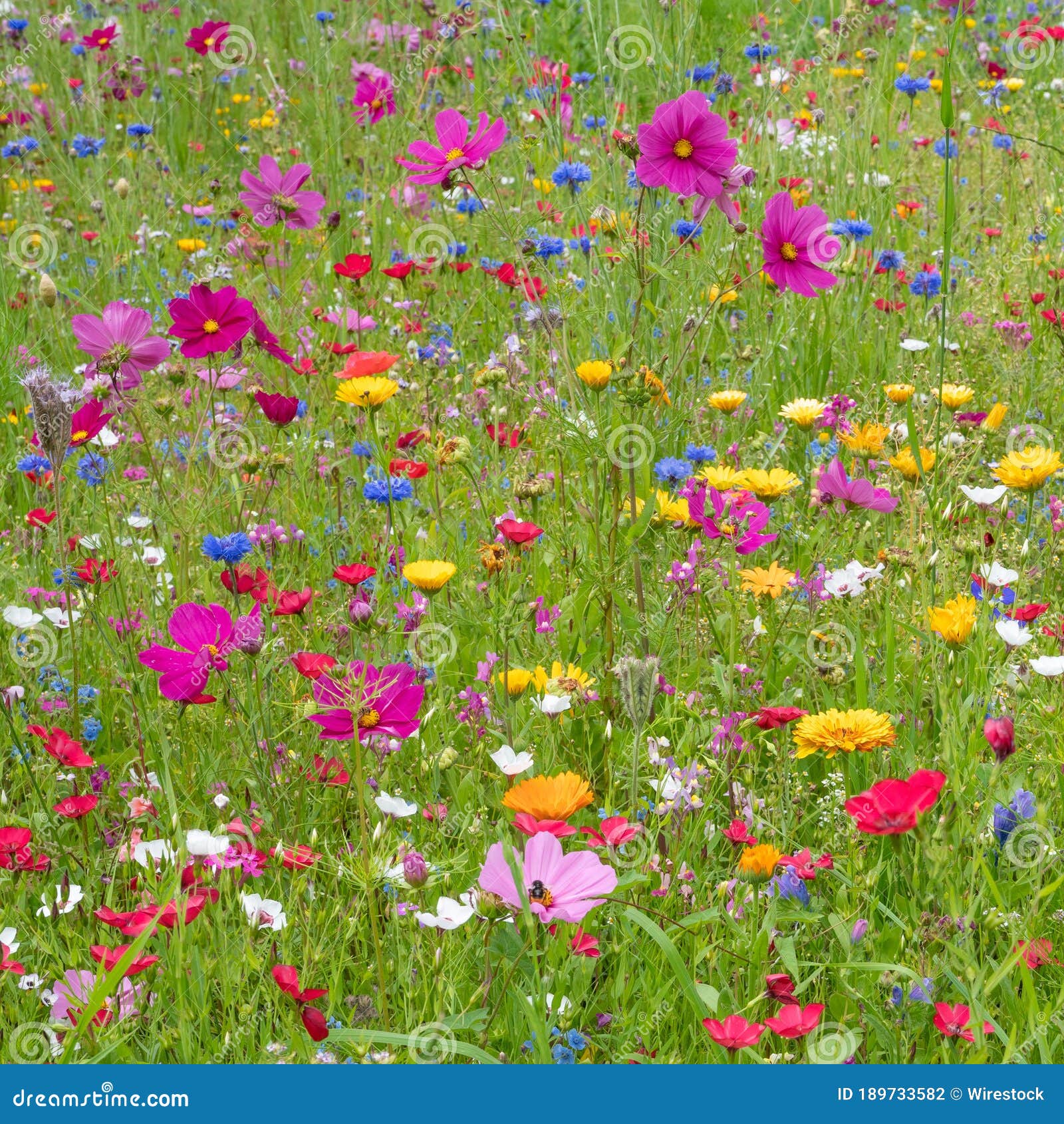 Qué es lo más lindo de la vida frases 2 Flores de colores en campo verde
