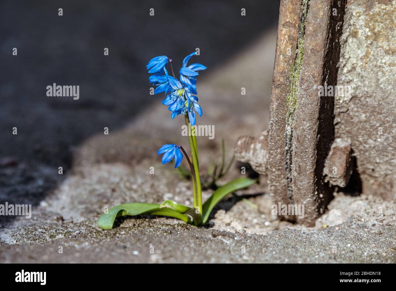 Flor creciendo entre las grietas del pavimento