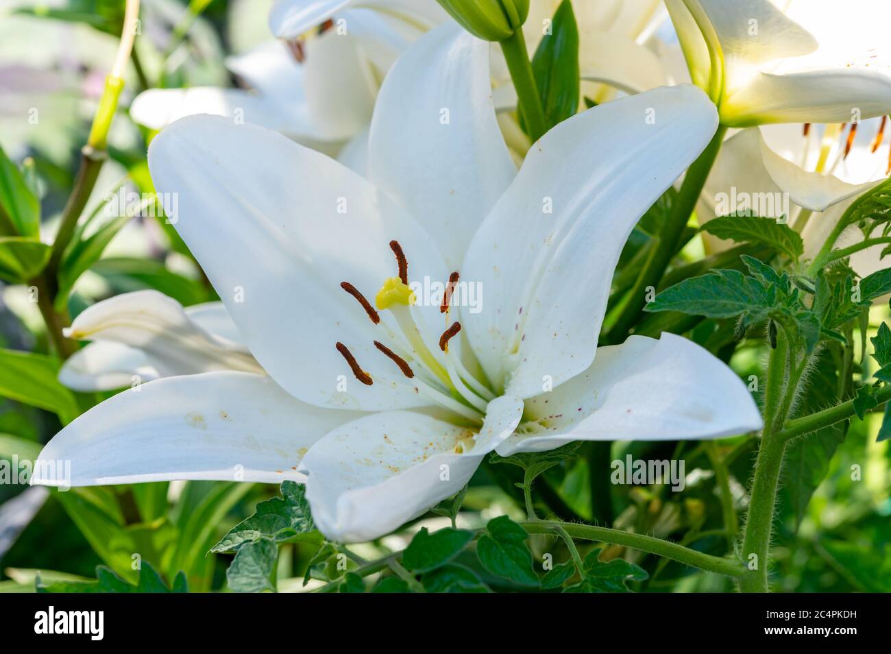 Lirio blanco representando pureza y maternidad
