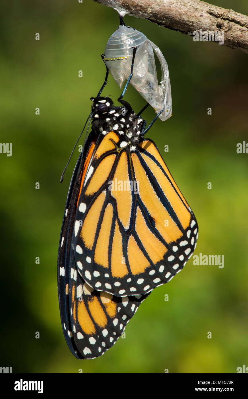 10 Frases Motivadoras para Salir de tu Zona de Confort y Reflexionar 5 Imagen de una mariposa emergiendo de su capullo