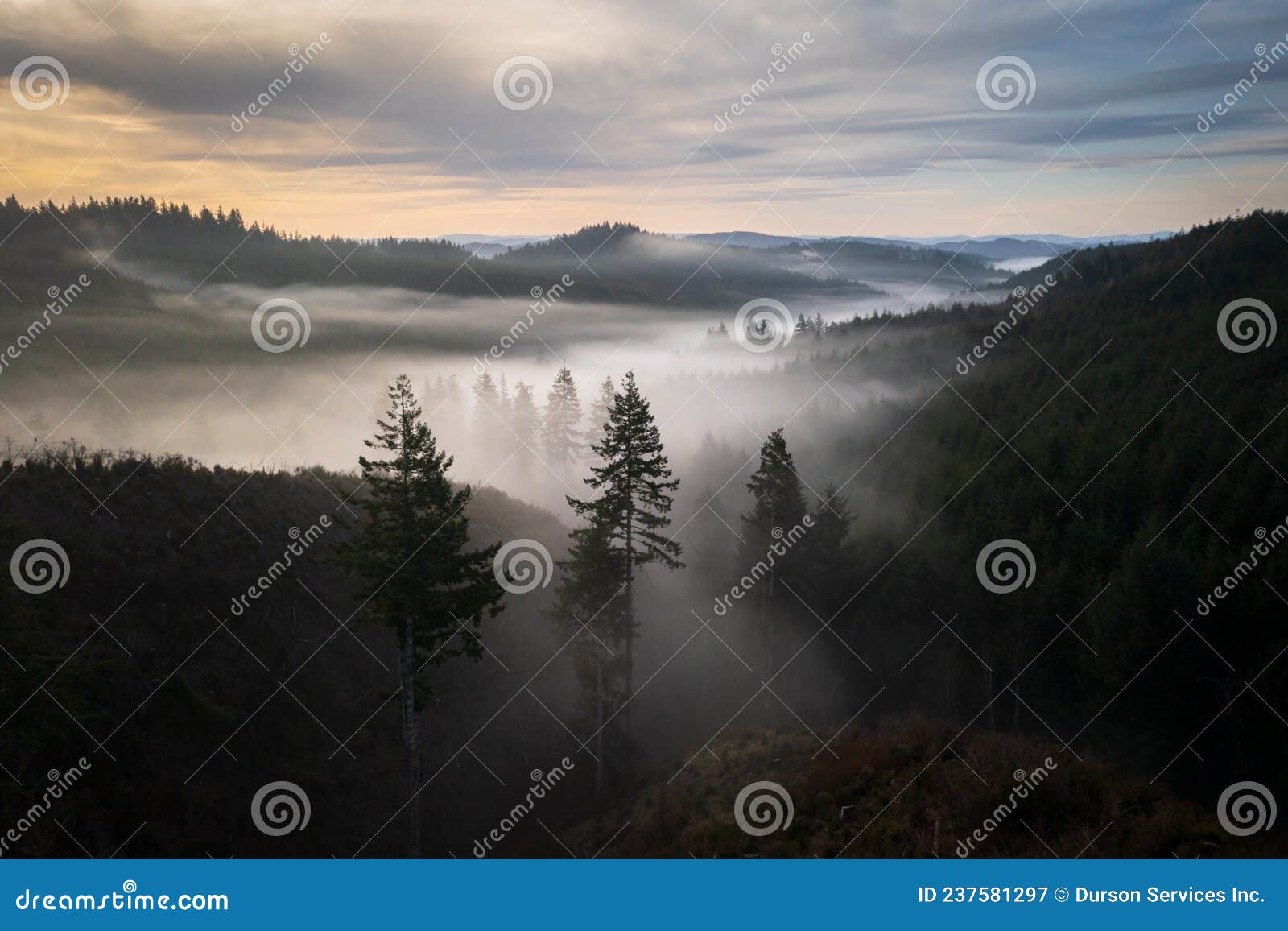 Bosque en la niebla al amanecer