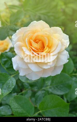 10 flores resistentes que sobreviven en condiciones adversas 7 Imagen de una flor saludable y sin plagas